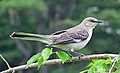 Texas State Bird